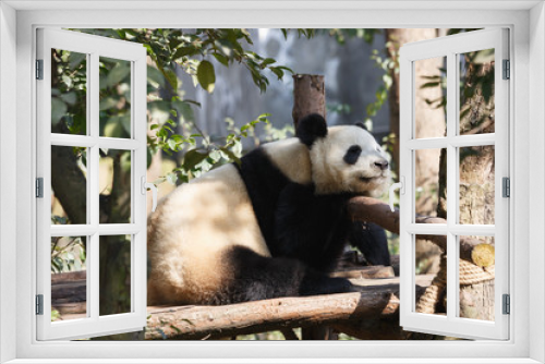 Fototapeta Naklejka Na Ścianę Okno 3D - A giant panda is sleeping in the sun.