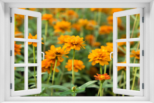 Fototapeta Naklejka Na Ścianę Okno 3D - Lots of beautiful marigold flowers in the garden