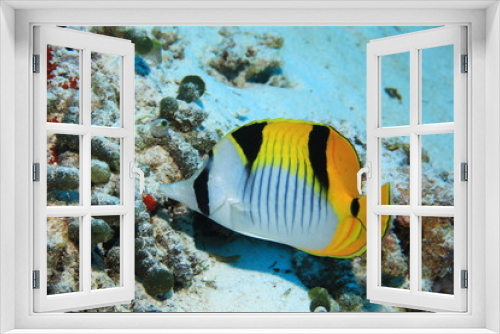 Fototapeta Naklejka Na Ścianę Okno 3D - Blackwedged butterflyfish