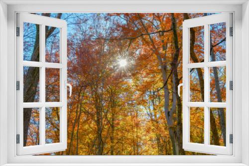 Fototapeta Naklejka Na Ścianę Okno 3D - Autumn sunshine through the trees