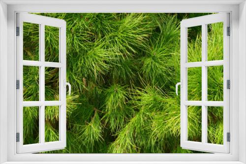 Fototapeta Naklejka Na Ścianę Okno 3D - Coniferous branches, natural green background.
