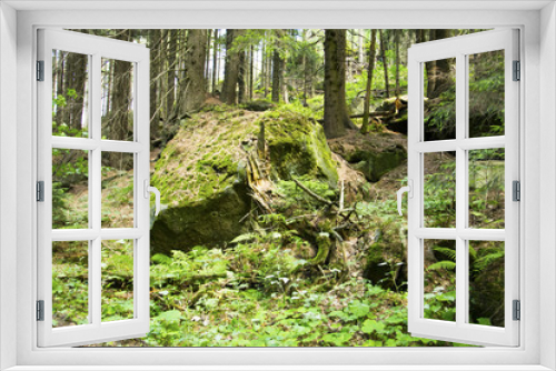 Fototapeta Naklejka Na Ścianę Okno 3D - Dzika przyroda