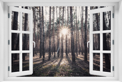 Fototapeta Naklejka Na Ścianę Okno 3D - Sunrise in a pine forest in the autumn