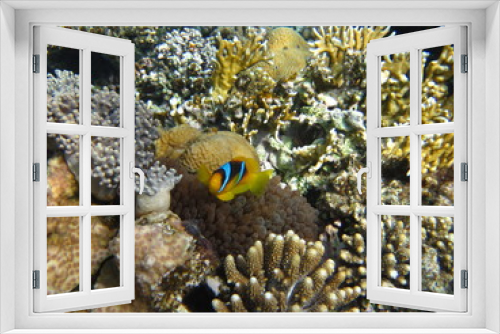 Fototapeta Naklejka Na Ścianę Okno 3D - Anemonenfisch im Roten Meer Ägypten