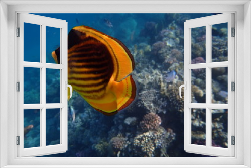 Fototapeta Naklejka Na Ścianę Okno 3D - Tabak-Falterfisch im Roten Meer Ägypten