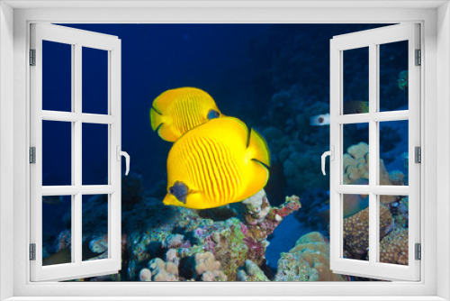 Fototapeta Naklejka Na Ścianę Okno 3D - poisson jaune