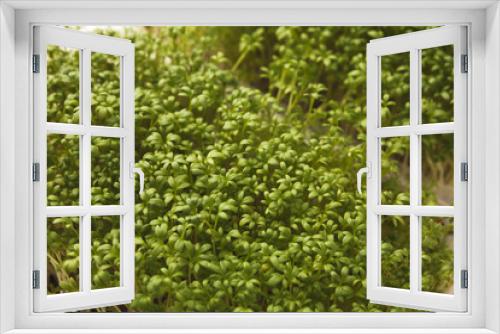 Fototapeta Naklejka Na Ścianę Okno 3D - Different kinds of micro greens