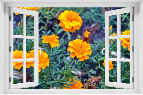 Fototapeta Naklejka Na Ścianę Okno 3D - yellow flowers from pharmacist garden in Leipzig