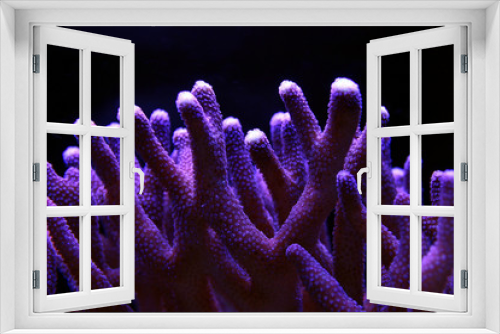 Fototapeta Naklejka Na Ścianę Okno 3D - Large stony coral