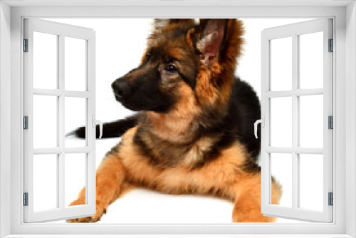 Fototapeta Naklejka Na Ścianę Okno 3D - Fluffy German Shepherd dog isolated on white background. Puppy is beautiful, funny and attentive. Portrait, close-up. Sits and looks closely. Good, plush