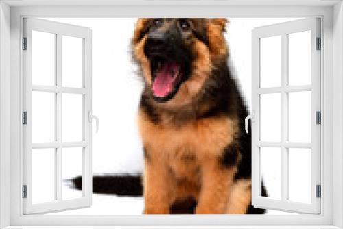 Fototapeta Naklejka Na Ścianę Okno 3D - Fluffy German Shepherd dog shows teeth and tongue, angry isolated on white background. Puppy is beautiful, funny and attentive. Portrait, close-up. Sits and looks closely. Good, plush