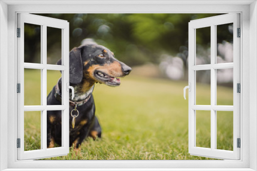 Fototapeta Naklejka Na Ścianę Okno 3D - Dachshund dog in Australian park