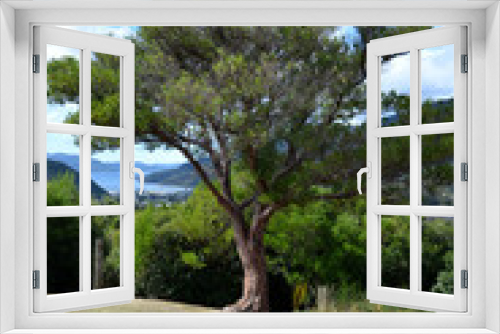 Fototapeta Naklejka Na Ścianę Okno 3D - Old tree