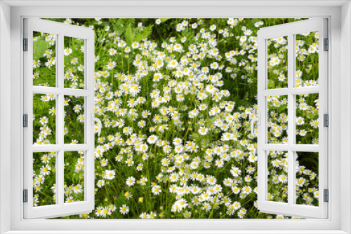 Fototapeta Naklejka Na Ścianę Okno 3D - Glade of flowers of chamomiles. Flowering chamomile