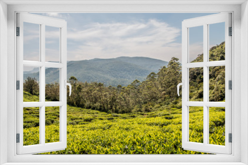 Fototapeta Naklejka Na Ścianę Okno 3D - Tea fields Sri Lanka