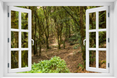 Fototapeta Naklejka Na Ścianę Okno 3D - Üppige Vegetation in den Lorbeerwäldern auf Teneriffa
