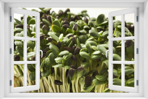 Fototapeta Naklejka Na Ścianę Okno 3D - Organic growing micro greens closeup