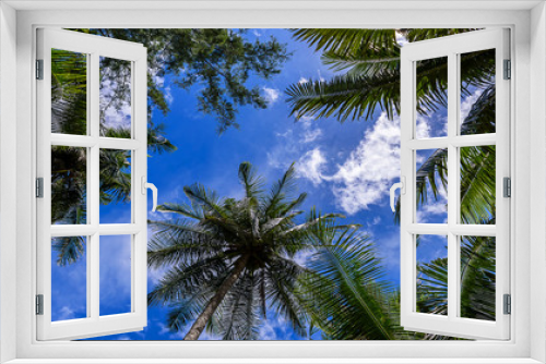 Fototapeta Naklejka Na Ścianę Okno 3D - coconut tree with blue sky
