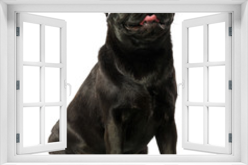 Fototapeta Naklejka Na Ścianę Okno 3D - Black pug dog, on white background, isolated