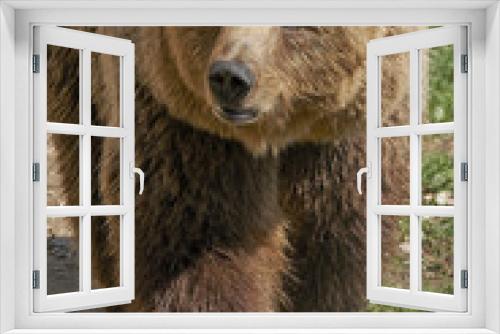 Fototapeta Naklejka Na Ścianę Okno 3D - Brown Bear (Ursus arctos)