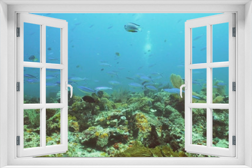 Fototapeta Naklejka Na Ścianę Okno 3D - Fish and coral reef. Tropical fish on a coral reef. Wonderful and beautiful underwater world with corals and tropical fish. Hard and soft corals. Diving and snorkeling in the tropical sea. Travel