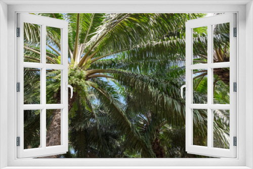Fototapeta Naklejka Na Ścianę Okno 3D - African oil palm plantation in Thailand