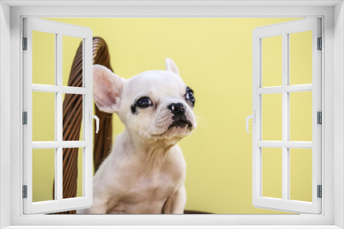 Fototapeta Naklejka Na Ścianę Okno 3D - Tiny French Bulldog Puppy in Basket with Yellow Background Looking Up