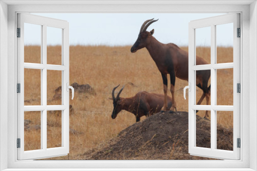 Fototapeta Naklejka Na Ścianę Okno 3D - topi antelope in Africa 