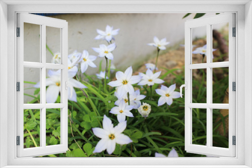 Fototapeta Naklejka Na Ścianę Okno 3D - ハナニラの花