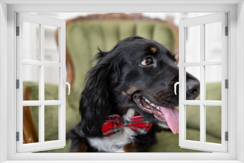 Fototapeta Naklejka Na Ścianę Okno 3D - Dog spaniel in a red bow tie in the interior of the light room. Pet is three years old sitting on a chair. Red checkered necktie. best and faithful friend
