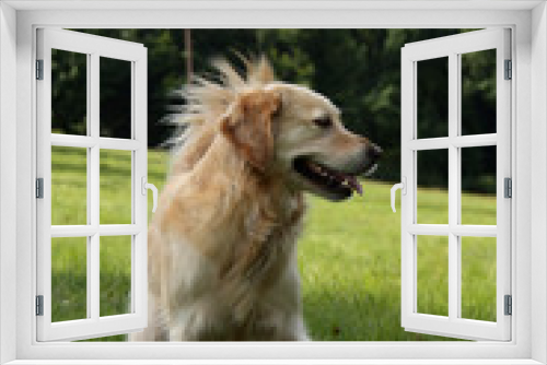 Fototapeta Naklejka Na Ścianę Okno 3D - Familienfreundlicher Hund