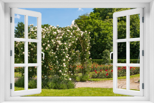 Fototapeta Naklejka Na Ścianę Okno 3D - Rosenblüte im Wertwiesenpark in Heilbronn