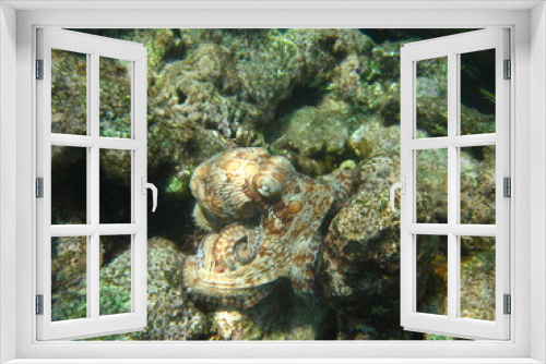 Fototapeta Naklejka Na Ścianę Okno 3D - Octopuse