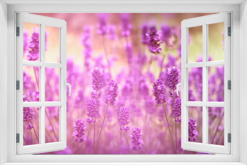 Fototapeta Naklejka Na Ścianę Okno 3D - Selective focus on lavender flower, lavender flowers lit by sunlight in flower garden