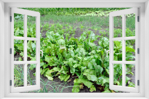 Fototapeta Naklejka Na Ścianę Okno 3D - organically cultivated various vegetables in the vegetable garden 