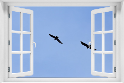 Fototapeta Naklejka Na Ścianę Okno 3D - silhouette of two birds in the blue sky.