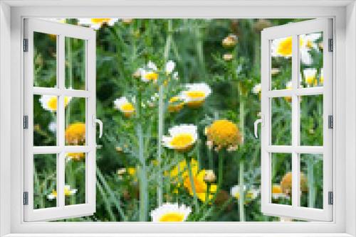 Fototapeta Naklejka Na Ścianę Okno 3D - Field of daisy.