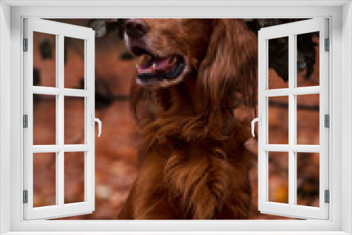 Fototapeta Naklejka Na Ścianę Okno 3D - Beautiful dog, breed Irish setter in the autumn forest