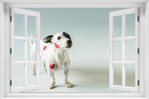 Fototapeta Naklejka Na Ścianę Okno 3D - Jack russell terrier in red hearts for valentines day, on white