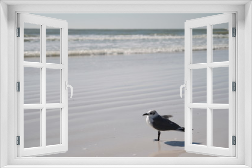 Fototapeta Naklejka Na Ścianę Okno 3D - Lonely seagull in Sarasota beach, with white sand and sea on the background. With copy space.