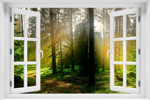 Fototapeta Naklejka Na Ścianę Okno 3D - jesień w iglastym lesie