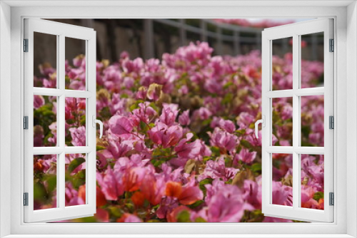 Fototapeta Naklejka Na Ścianę Okno 3D - Pink Flowers