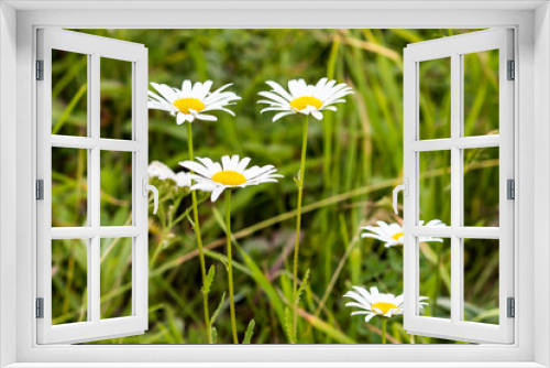 Fototapeta Naklejka Na Ścianę Okno 3D - White daisies on a summer green meadow