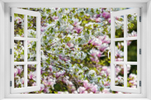 Fototapeta Naklejka Na Ścianę Okno 3D - Magnolia tree blossom