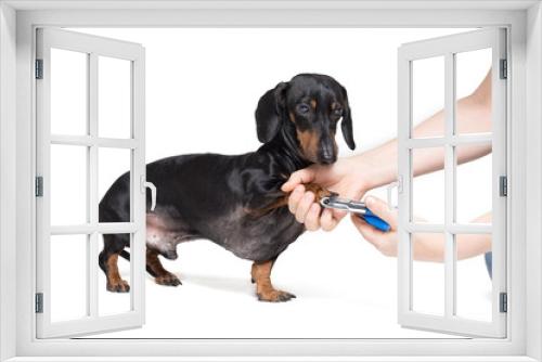 Fototapeta Naklejka Na Ścianę Okno 3D - A vet cuts a dog's claws with scissors for cutting the nails of the dog, isolated on white background