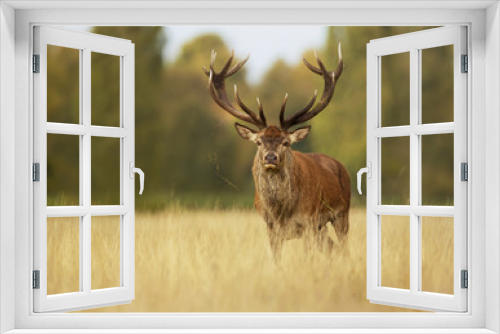 Fototapeta Naklejka Na Ścianę Okno 3D - Red deer stag in autumn, England