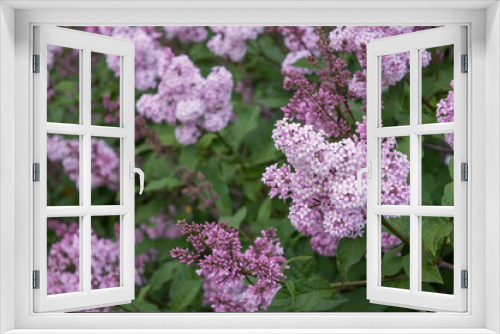 Fototapeta Naklejka Na Ścianę Okno 3D - Pink lilac blooming in spring garden, popular ornamental shrub with fragrant flowers, syringa chinensis Saugeana