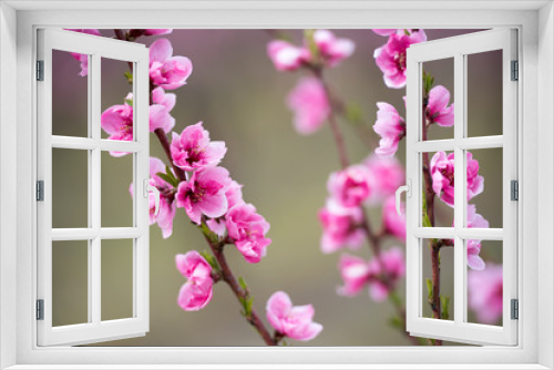 Fototapeta Naklejka Na Ścianę Okno 3D - Peach blossom trees in a row during spring time