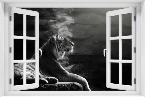 Fototapeta Naklejka Na Ścianę Okno 3D - Sumatran tiger