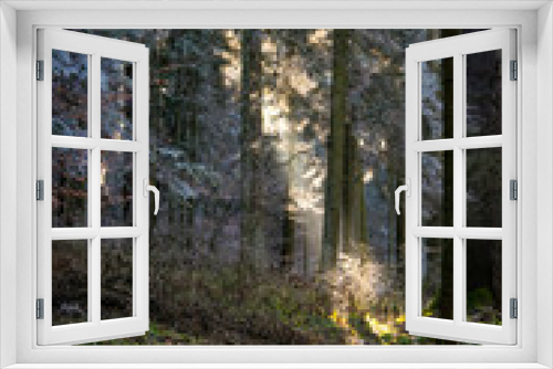 Fototapeta Naklejka Na Ścianę Okno 3D - Forest during Winter